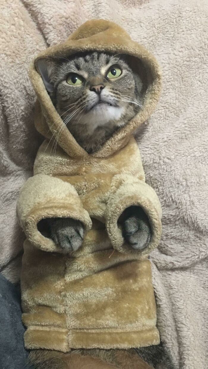 I Made My Cat A Hoodie Out Of A Throw Blanket. I Can’t 