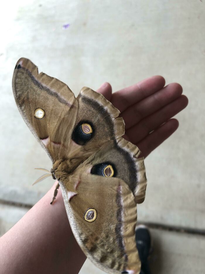 I Found A Cyclops Moth And It Was Huge. Bigger Than Half My Hand