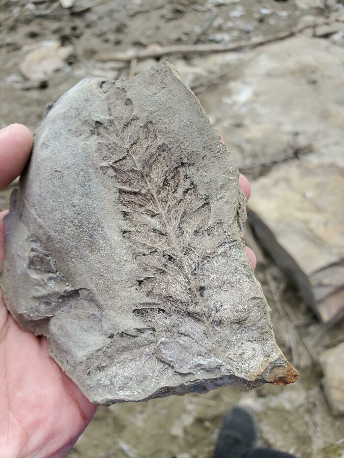 This Fossilized Imprint Of A Fern I Found In North Dakota