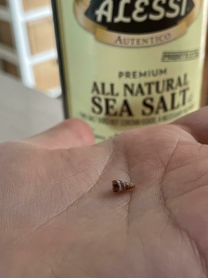 Today I Found A Tiny Shell In My Sea Salt