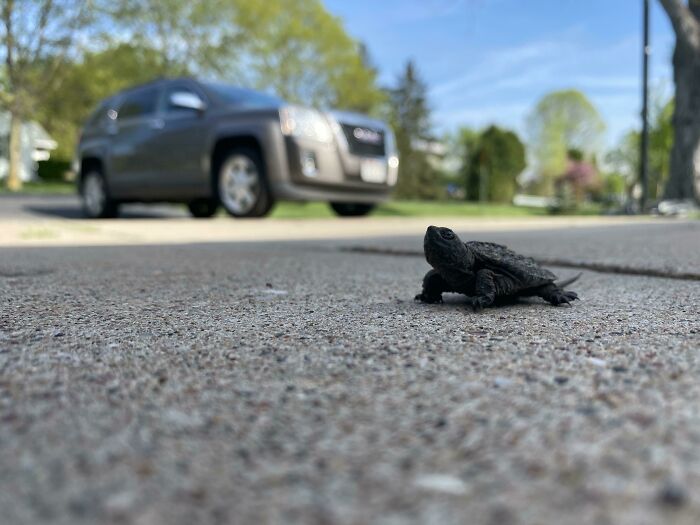 Found A Baby Snapping Turtle Walking Across My Driveway