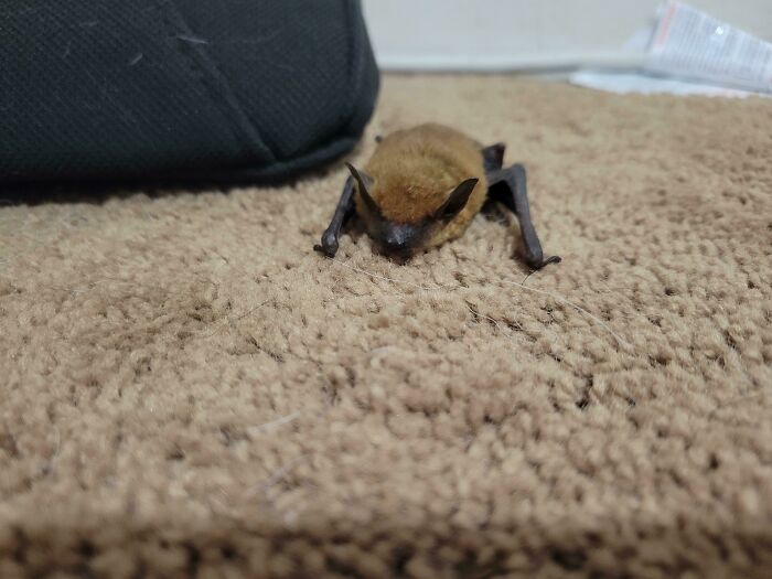 We Found A Little Bat In The House