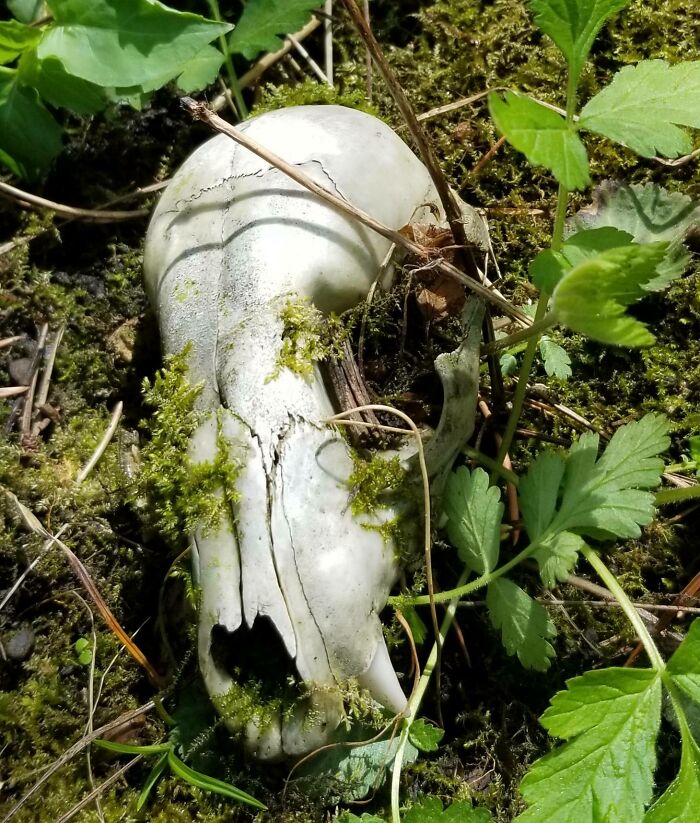 Found A Skull In The Forest