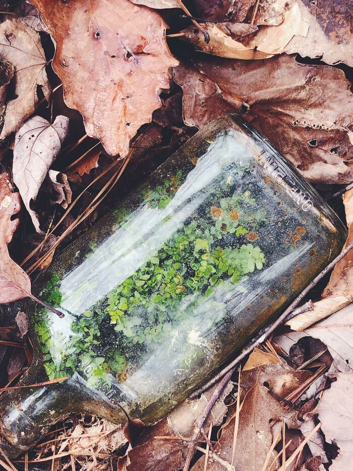 I Found An Old Whiskey Jar With A Fern Growing In It On A Walk Out In The Woods Today