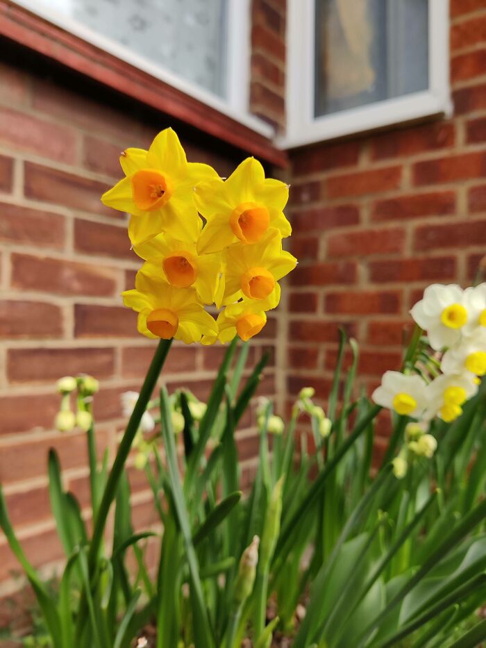 I Found A 6-Headed Daffodil Growing In My Garden
