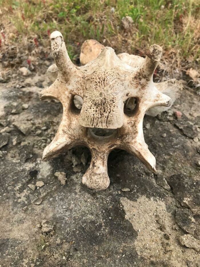 This Bone I Found On A Walk