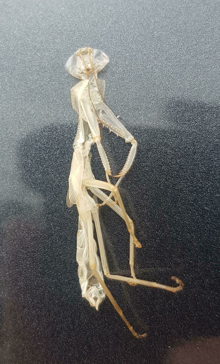 This Praying Mantis Exoskeleton I Found Stuck To The Side Of My Car