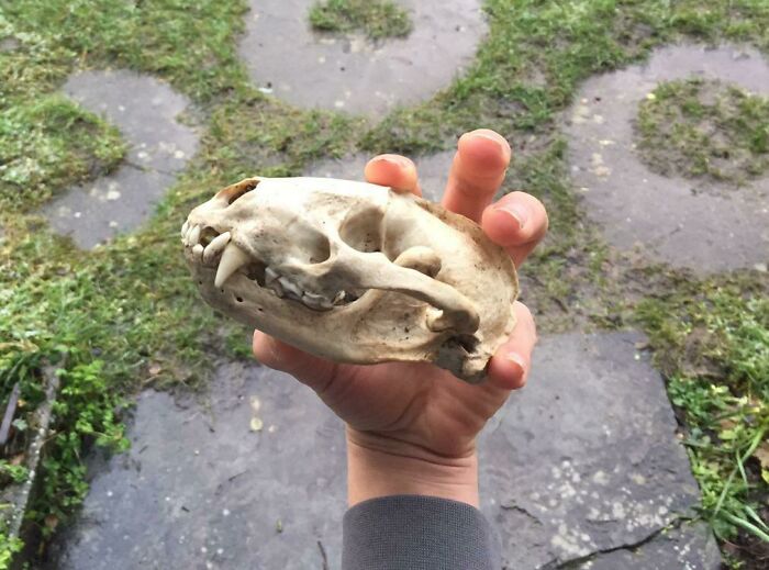 My Dog Found A Badger Skull In The Garden
