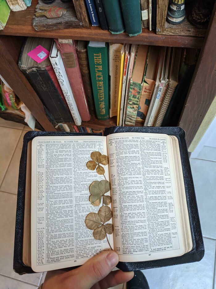 Found A Bible In An Antique Store. When Opened, It Flipped To Antique Pressed 4 Leaf Clovers