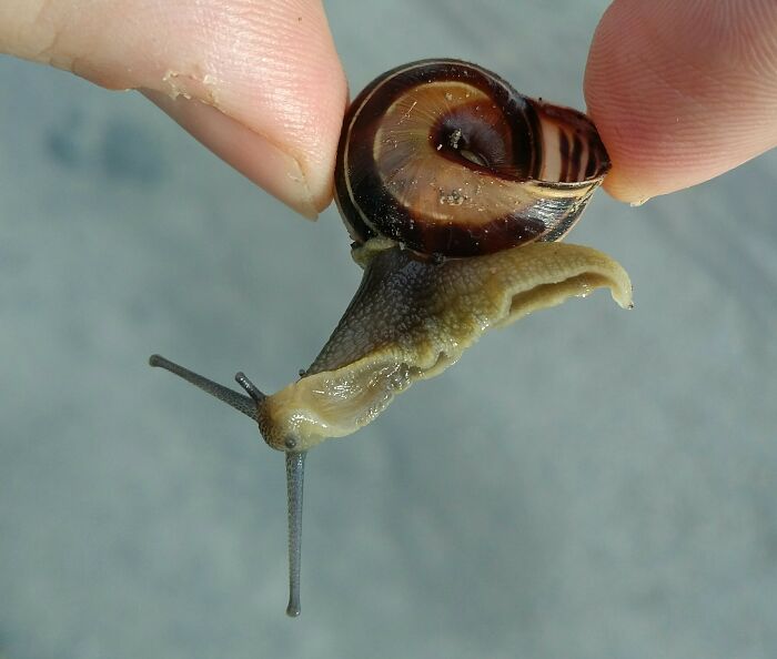 This Snail With Cracked Shell, Who Mistook The Crack For The Aperture And Now Crawls Around Like That