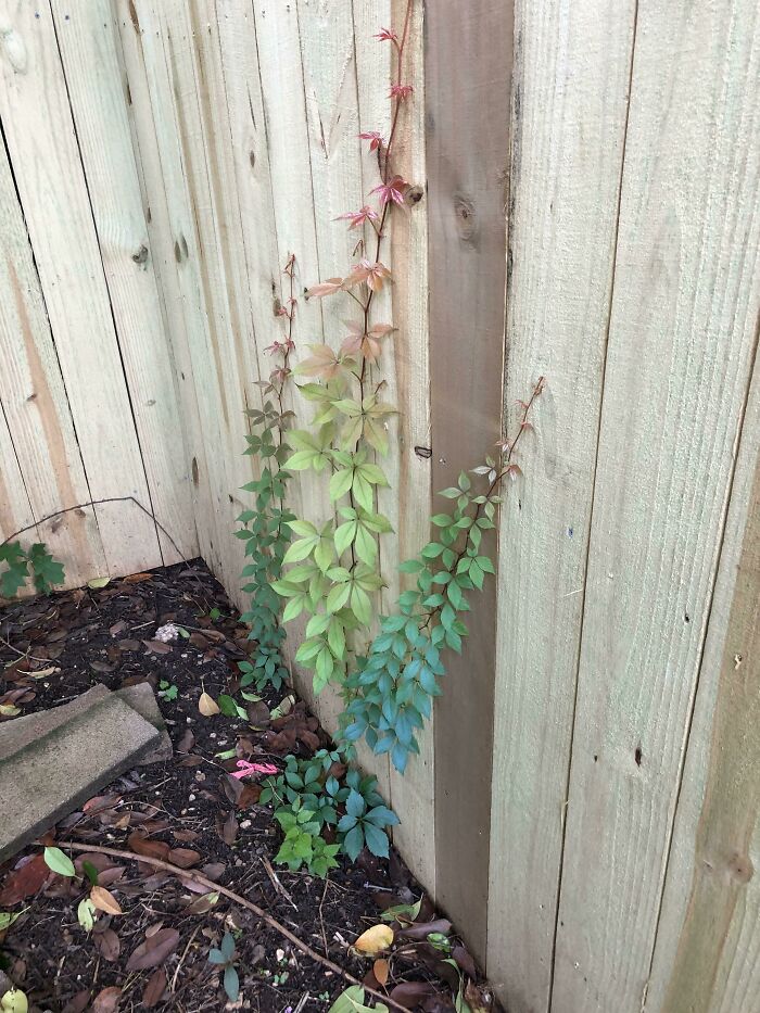 This Rainbow Vine Started Growing In My Backyard