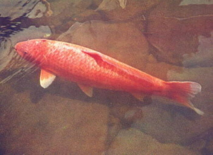 Nacido en Japón en 1751 y muerto el 7 de julio de 1977 a la edad de 226 años, Koi Hanako fue el pez koi más viejo jamás registrado.