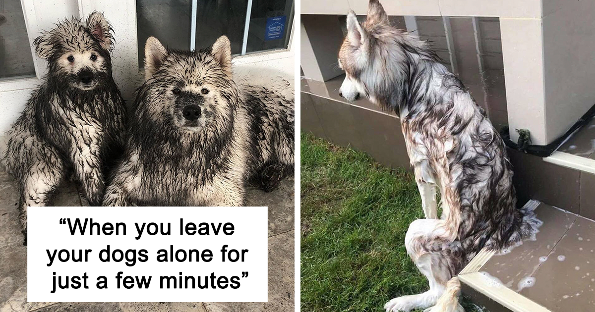 50 Hilarious Dog Posts To Put A Smile On Your Face | Bored Panda