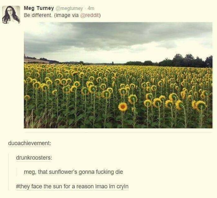 Meg Does Not Understand Sunflowers