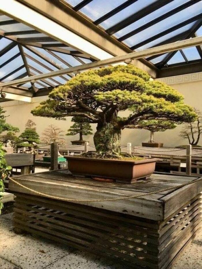 This 400 Year Old Bonsai Tree Survived The Bombing Of Hiroshima In Japan