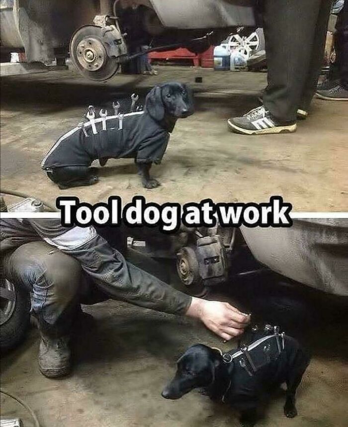 This Tool Dog