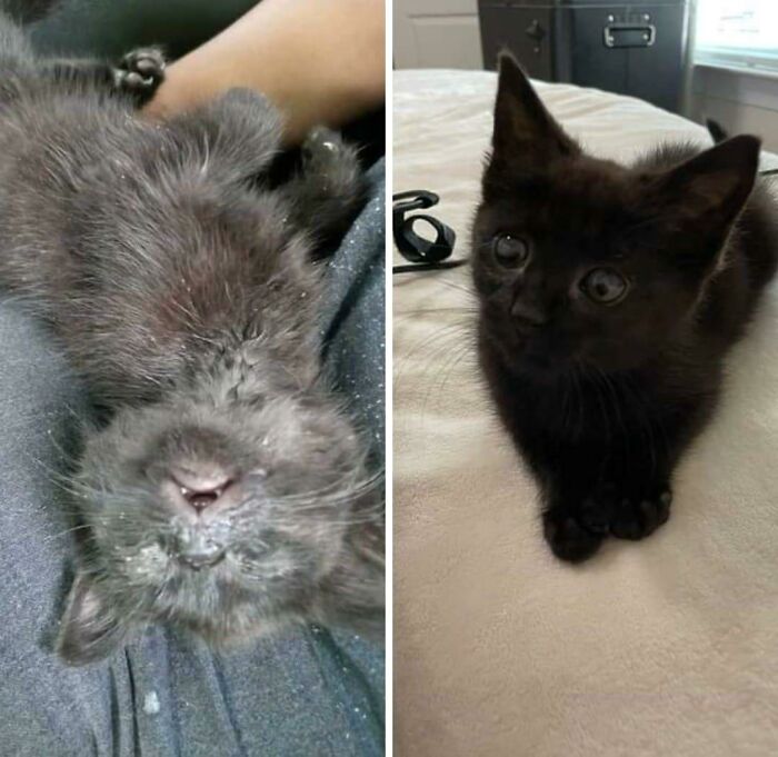 This Tiny Girl Was Found Abandoned (We Think Dumped), Injured, And Couldn't See