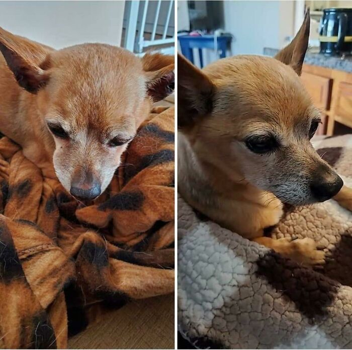 This Is Old Lady After Years Of Neglect On The Left, And After Just Just Three Weeks Of Love And Proper Care On The Right