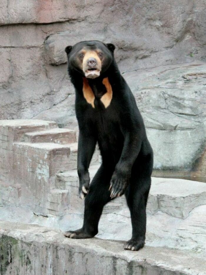 El oso malayo parece literalmente un hombre dentro de un disfraz de oso