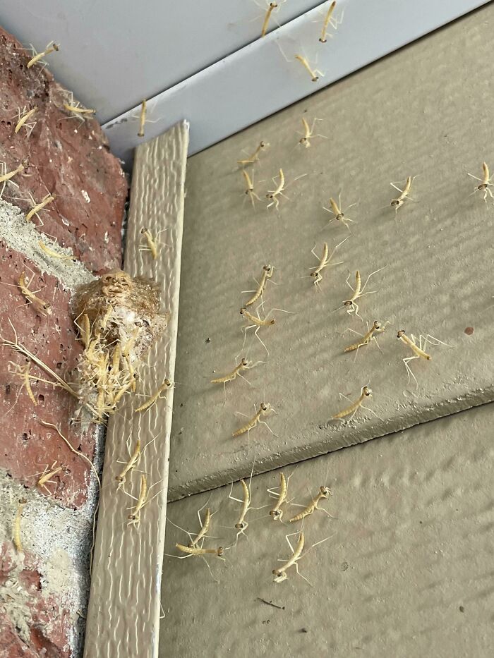 Un nido de mantis religiosa eclosionó junto a la puerta de mi casa