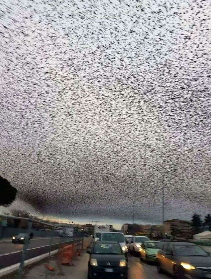 La cantidad de pájaros en Roma