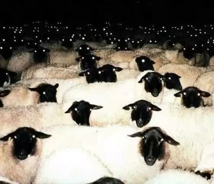 Sheep At Night