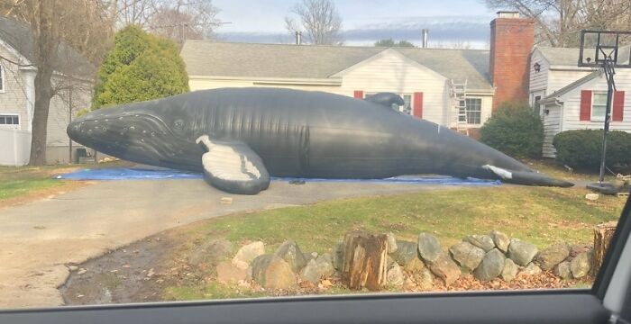 Inflatable Life-Size Whale Outside My Neighbors House