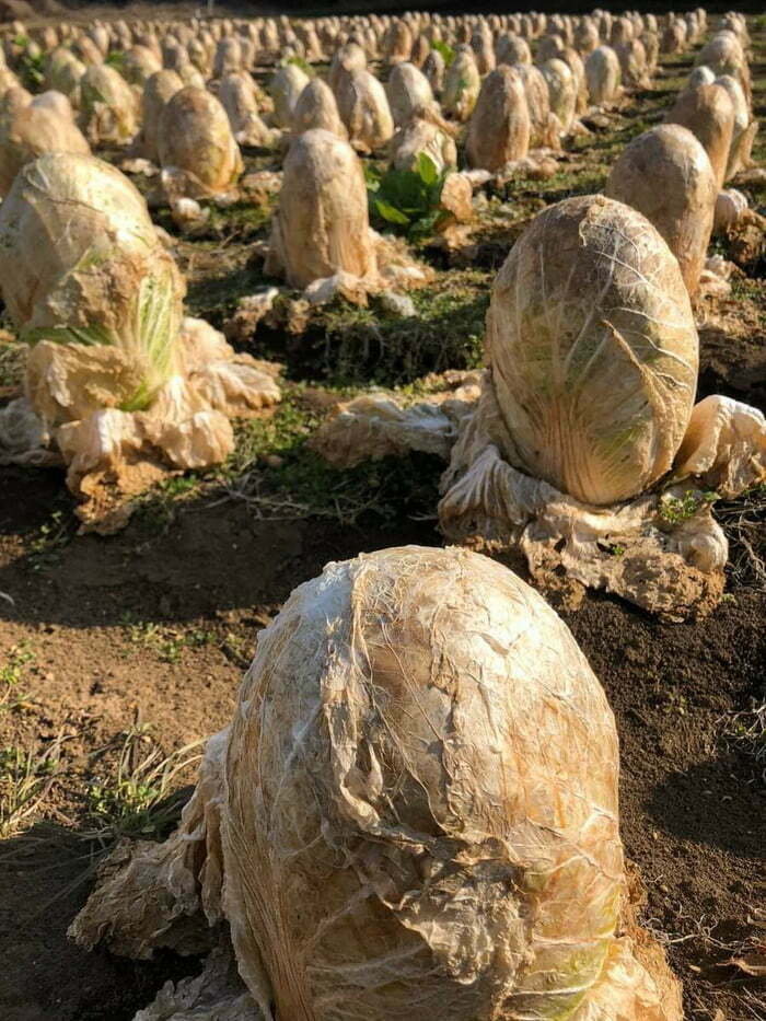 Cabbage Fields. It Looks Like A Field Of Alien Eggs And I Hate It