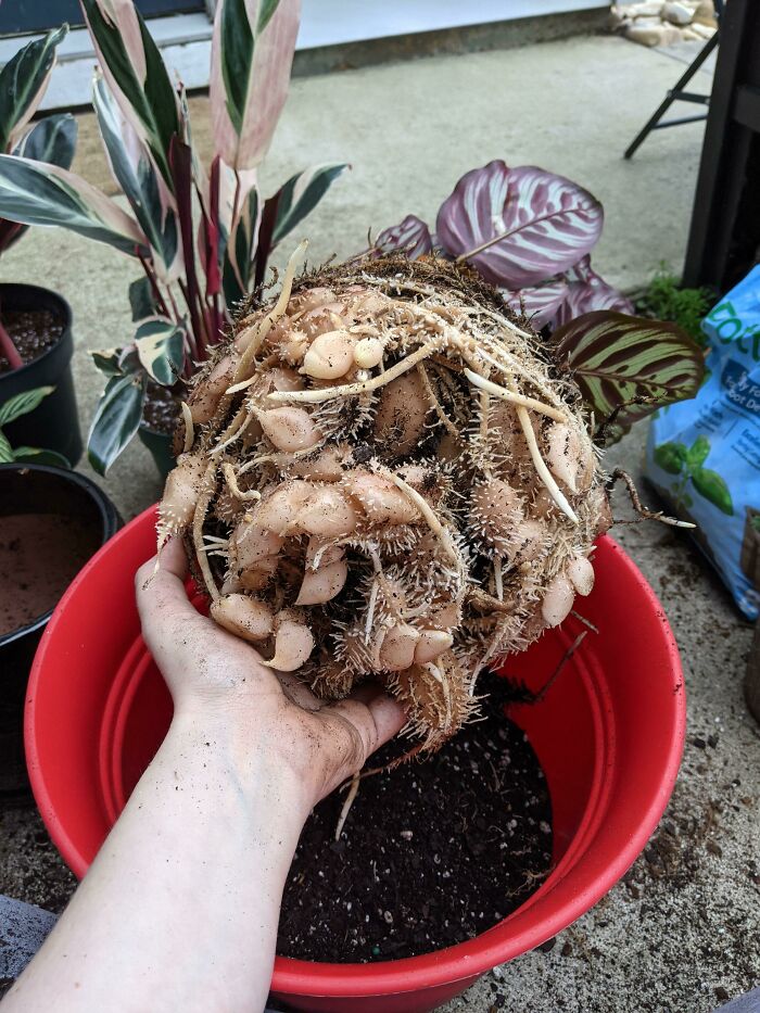 Este sistema de raíces de mi planta Calathea. Estos nódulos de la raíz significa que es muy saludable, pero es desconcertante mirarlos