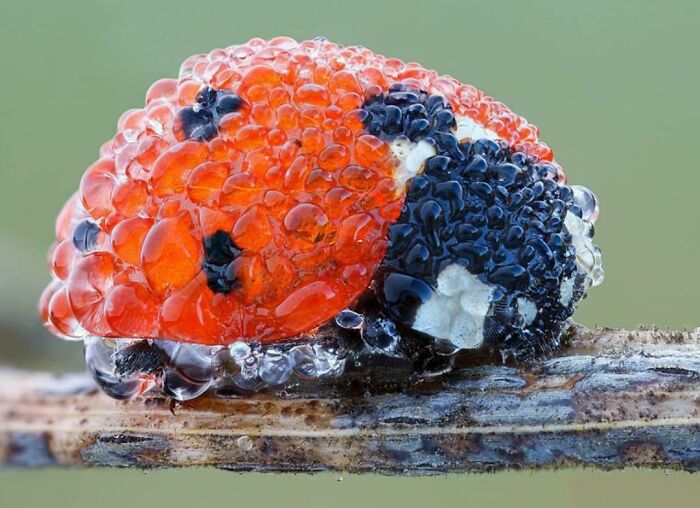A Ladybug Covered In Morning Dew