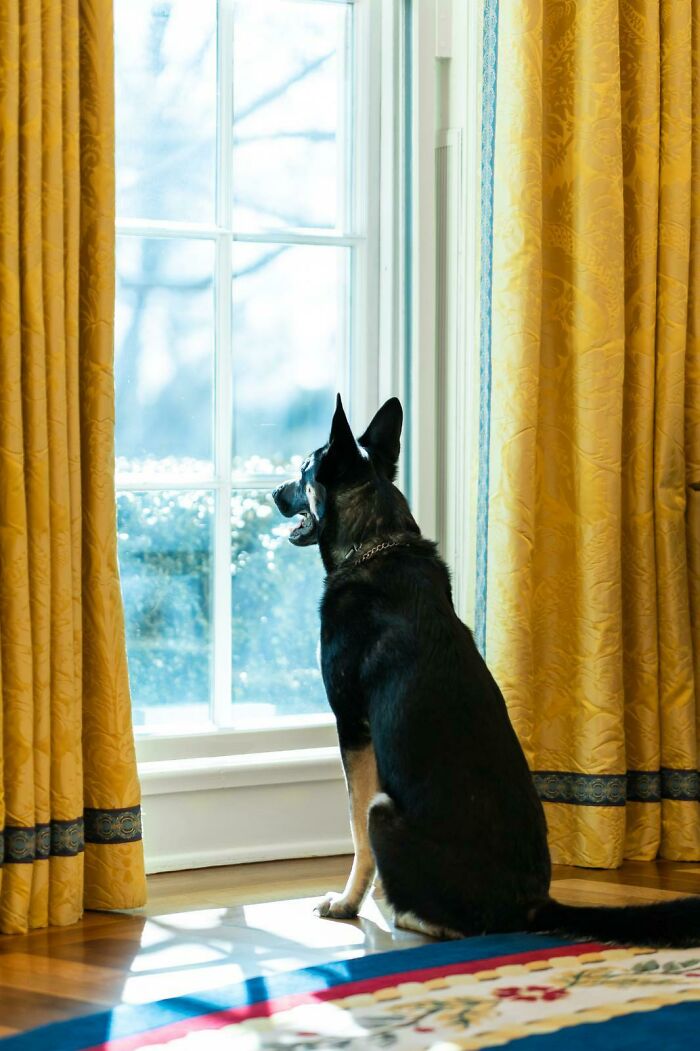 Biden's Dog Major In The Oval Office