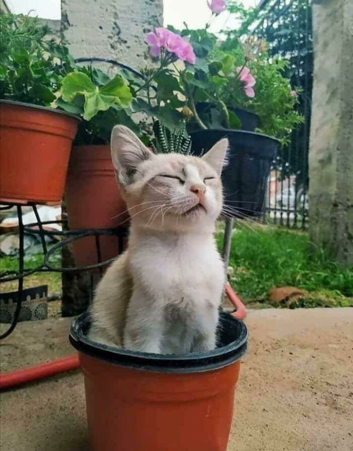 “Do Not Disturb Me. I’m Blooming”