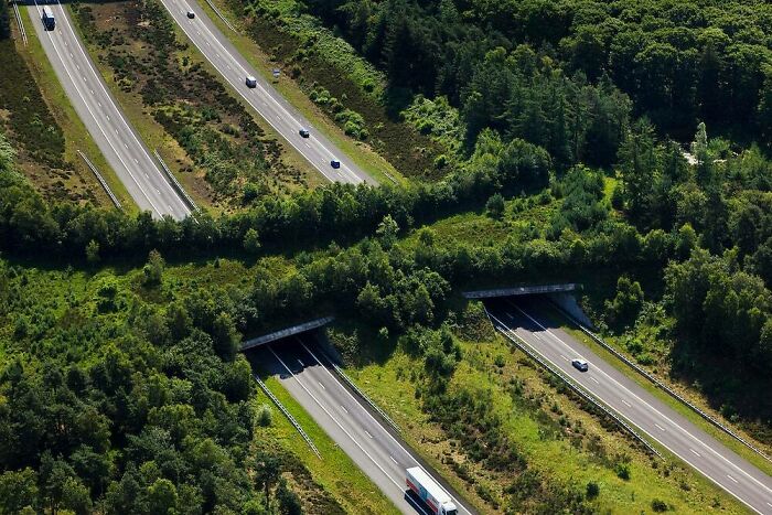 Ecoducto de la autopista A1, Veluwe, Países Bajos