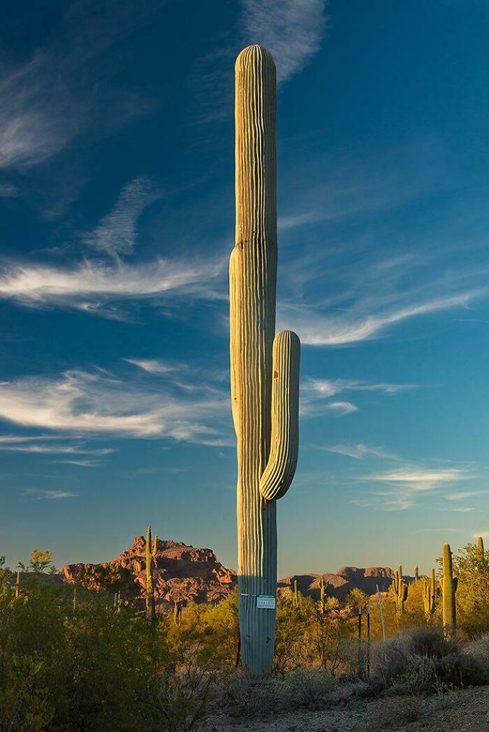 Una torre de telefonía móvil disfrazada de cactus