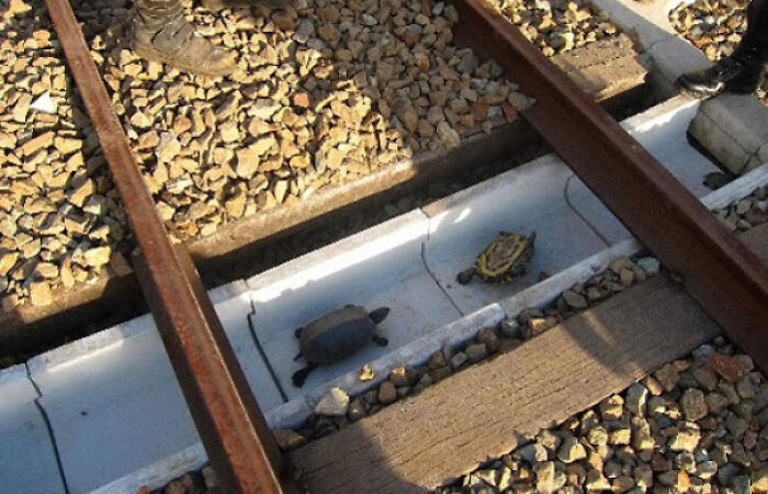 Las vías del tren en Japón tienen caminos especiales para que las tortugas pasen por debajo de ellas y así evitar que se produzcan muertes de tortugas y retrasos en los trenes