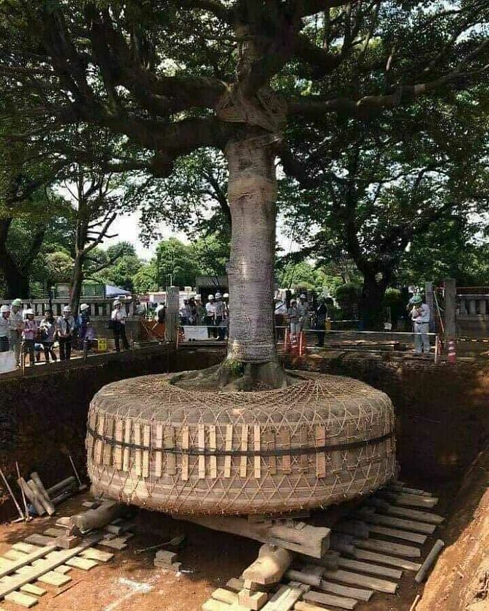 Tree In Japan Being Relocated To Make Way For A Road