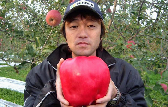 The Heaviest Apple Ever Weighted 1.849kg And Was Grown And Picked By Chisato Iwasaki In Japan