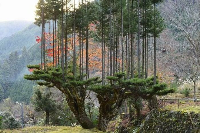There's An Ancient Japanese Pruning Method From The 14th Century That Allows Lumber Production Without Cutting Down Trees Called “Daisugi”