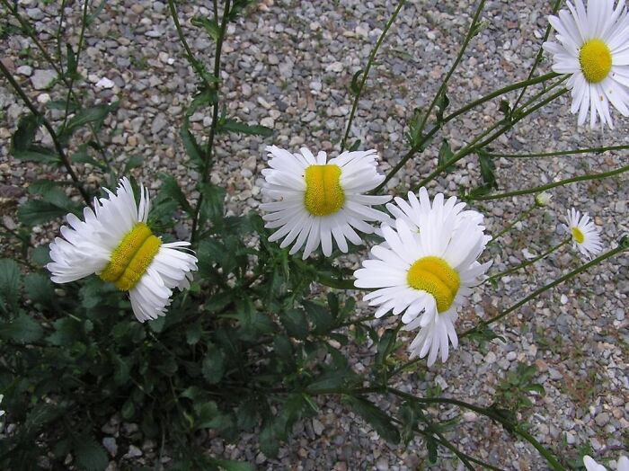 Deformed Daisies From The Fukushima Nuclear Plant In Japan