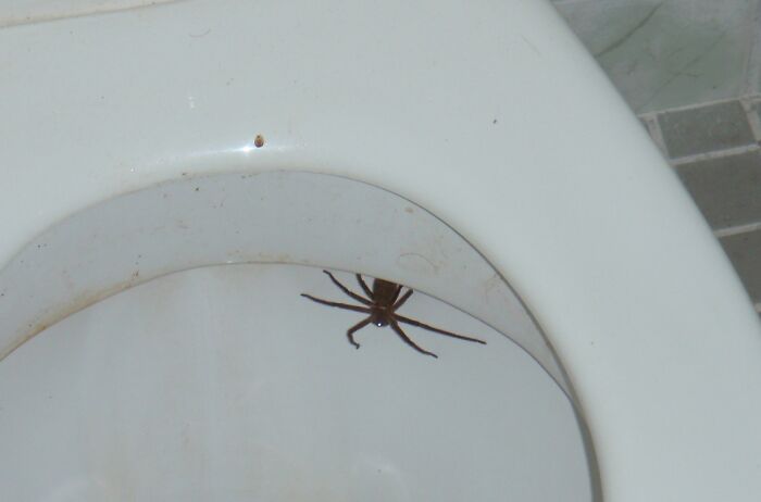 My Biggest Fear When Sitting Down On The Toilet...