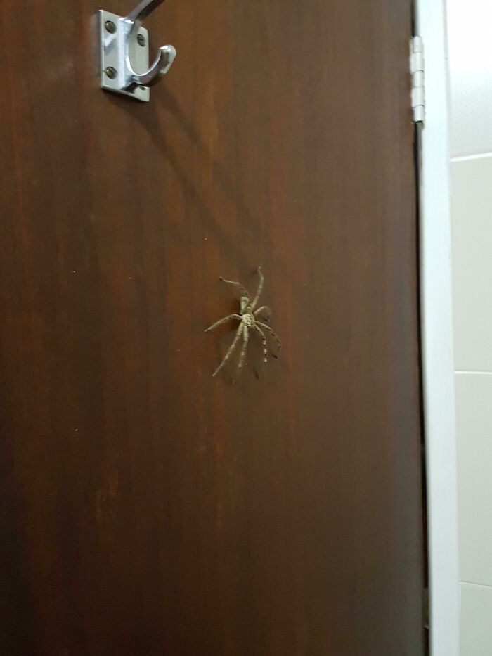 Encontré una enorme araña de la lluvia en mi baño