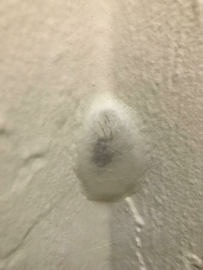 This Spider Who Made A Web Bubble To Hide In Plain Sight In My Stairwell