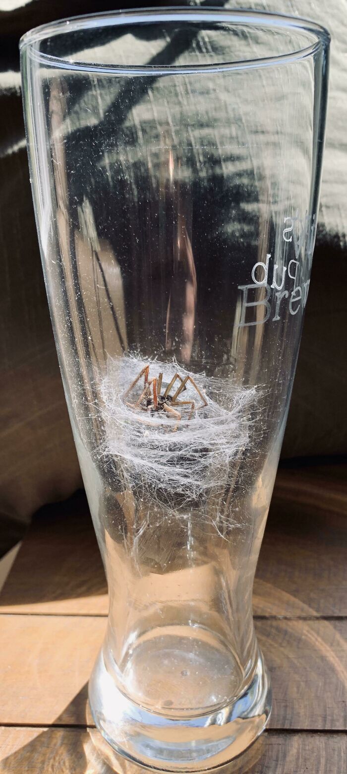 La forma en que esta araña anidó en un vaso de cerveza en mi garaje