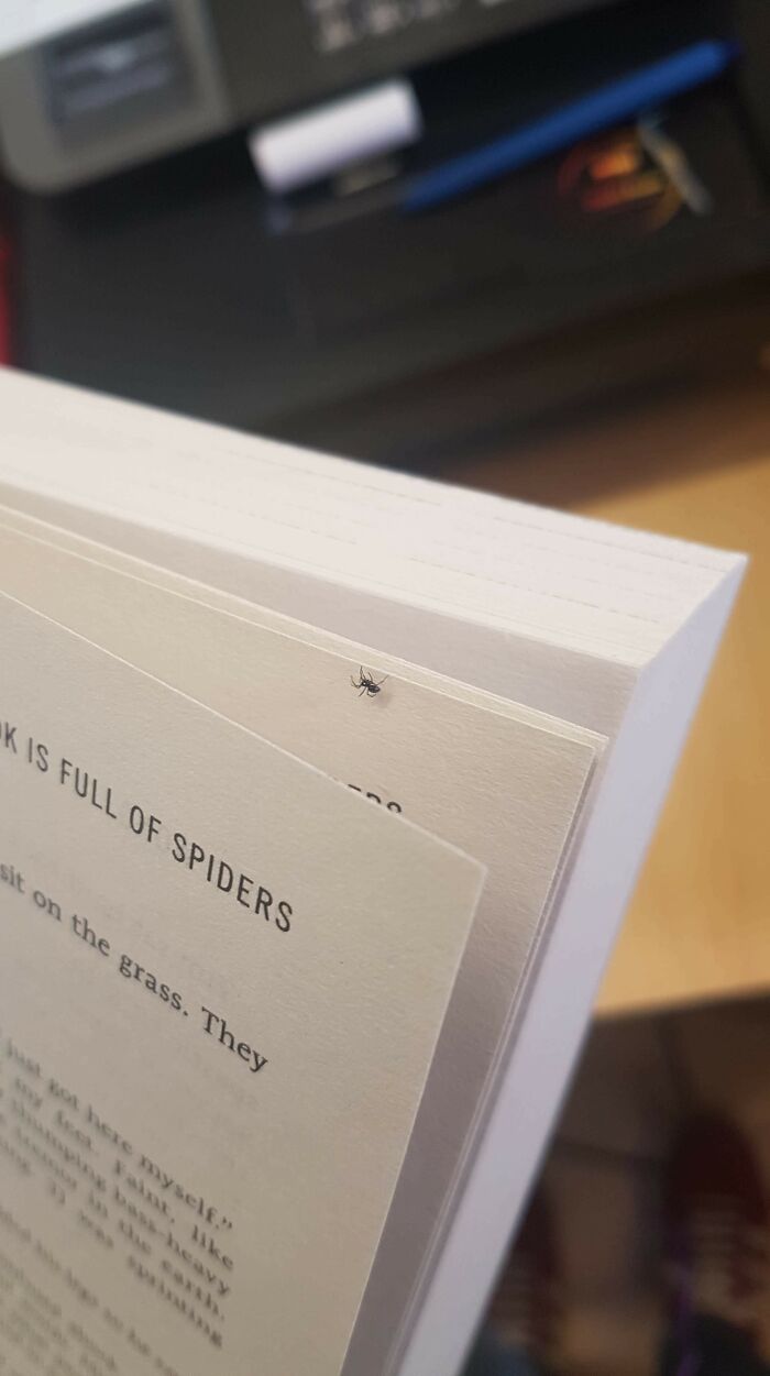 Una araña caminó por mi copia de "Este libro está lleno de arañas"