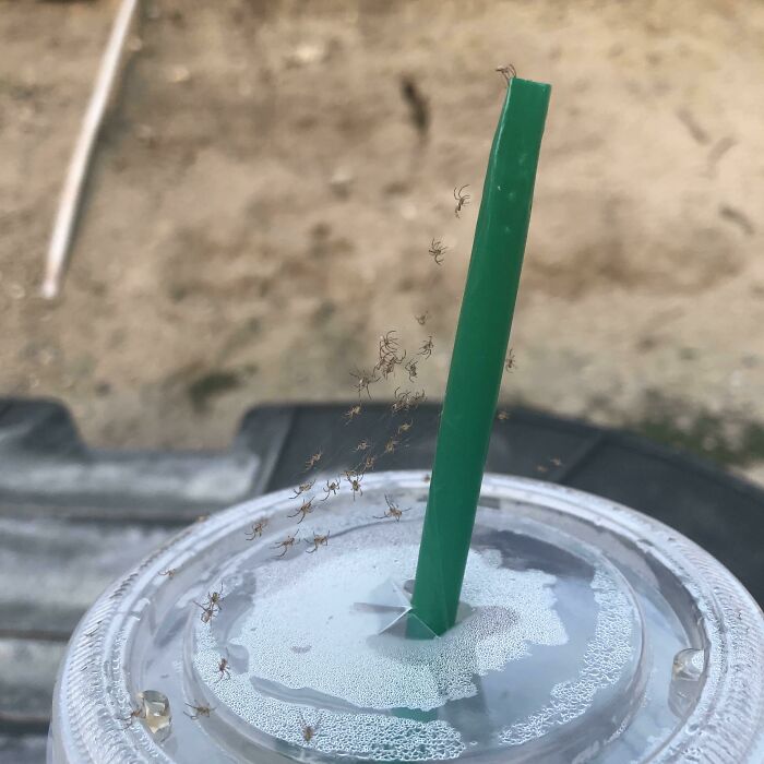 I Set Down My Drink And About Half An Hour Later A Spider Gave Birth On It