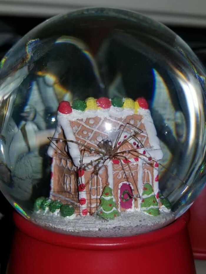 Spider In A Snow Globe At Target