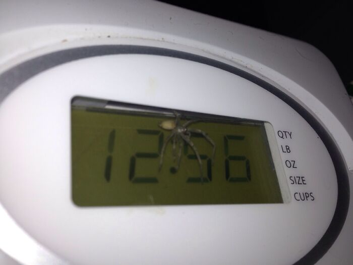 There Was A Spider Under The Display Cover Of The Microwave