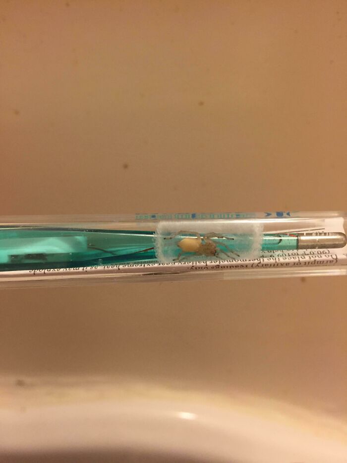 I Opened The Medicine Cabinet Last Night To Find This Spider In My Sealed Thermometer Case. I Couldn’t Figure Out How It Got In There Until It Squeezed Itself Out Of A Tiny Hole In The Tip...while I Was Holding It.