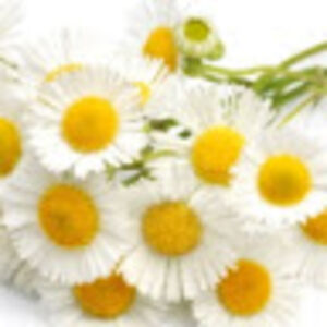 chamaemelumnobile avatar