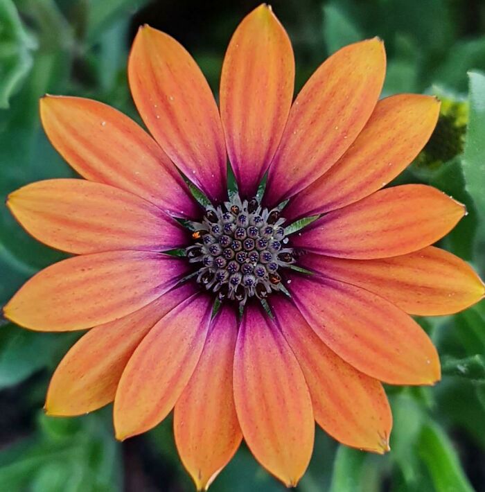 The Color Transition And Symmetry Of This Perfect Winter Flower